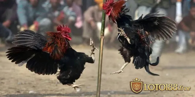 Đá gà Loto188 là hình thức cá cược trực tuyến