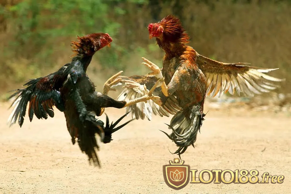 Đá gà Loto188 cựa dao có tính quyết liệt cao