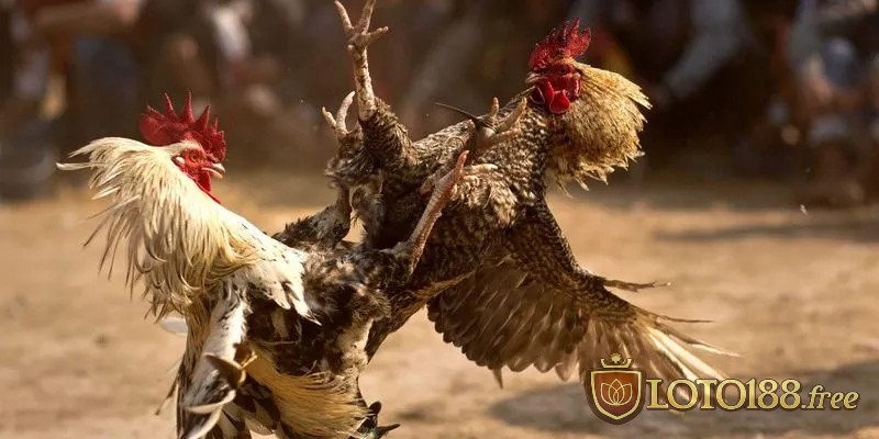 Tham gia game đá gà đơn giản theo hướng dẫn