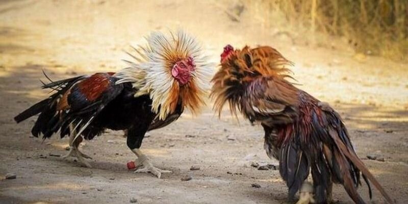 Giới thiệu về Đá Gà Campuchia