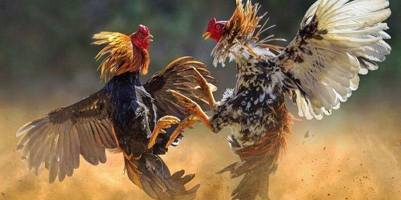 Các lựa chọn hàng đầu trong Đá Gà Cựa Dao Loto188